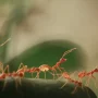 Penyebab Banyak Semut Merah di Rumah yang Mengganggu